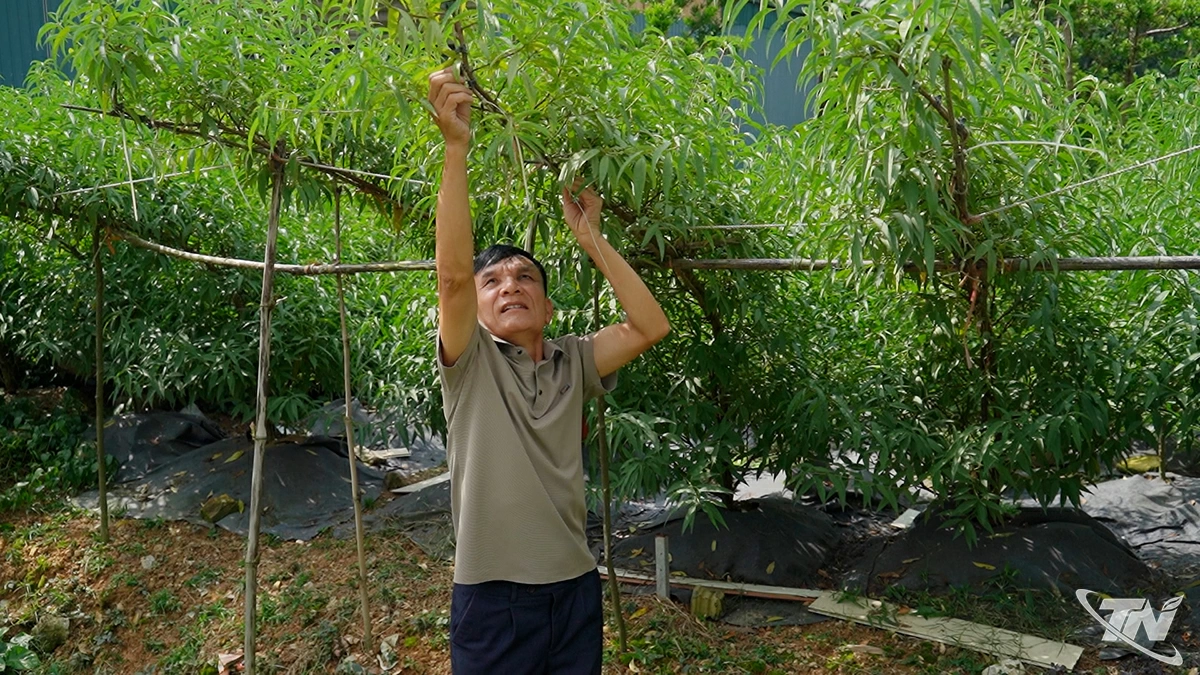 Ông Lăng Quốc Nhật,  xóm Bình Minh,  xã Đồng Hỷ tạo dáng  cho những cây  đào huyền.