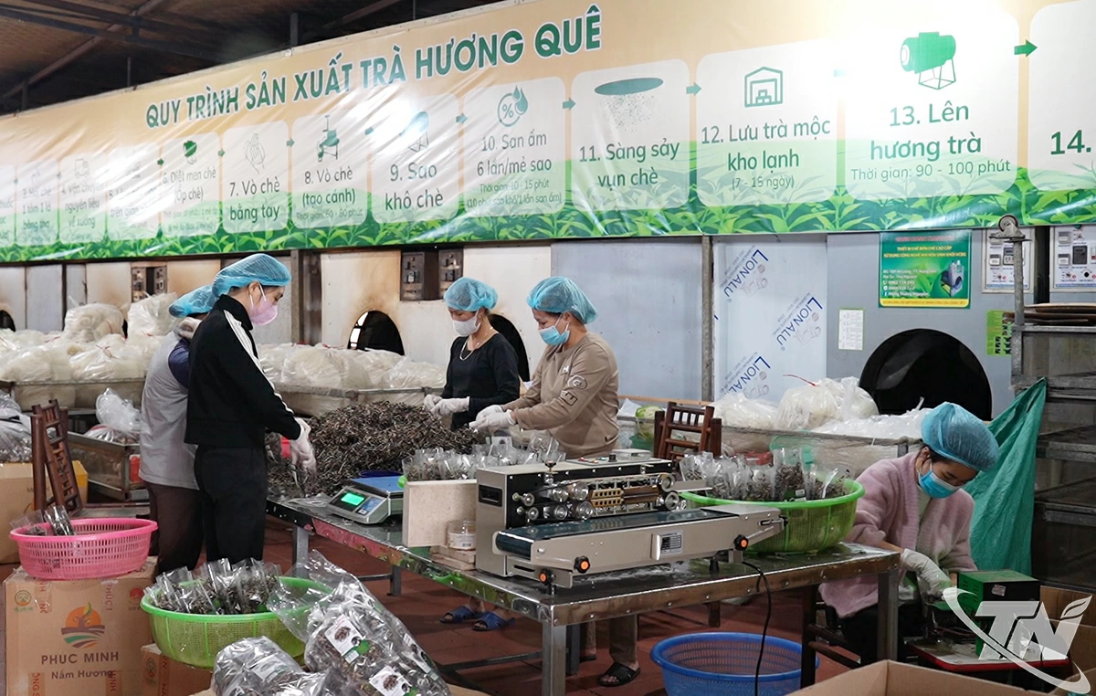 Sản xuất trà sạch tại HTX nông sản Phú Lương.