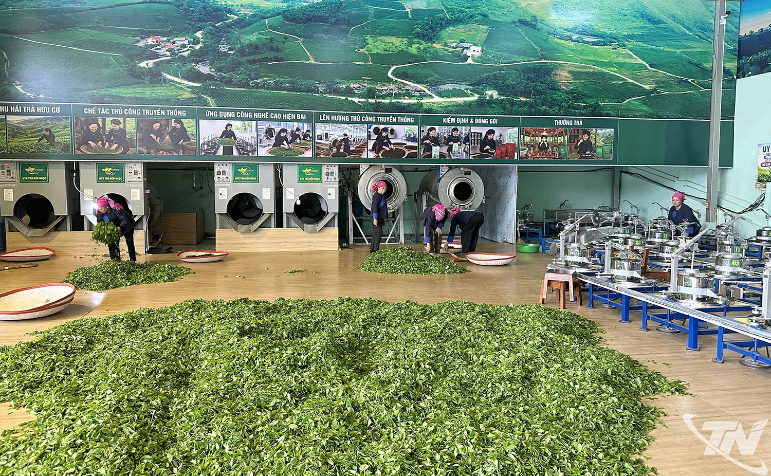 Sản xuất chè tại nhà xưởng Hợp tác xã trà Búp Ngọc.