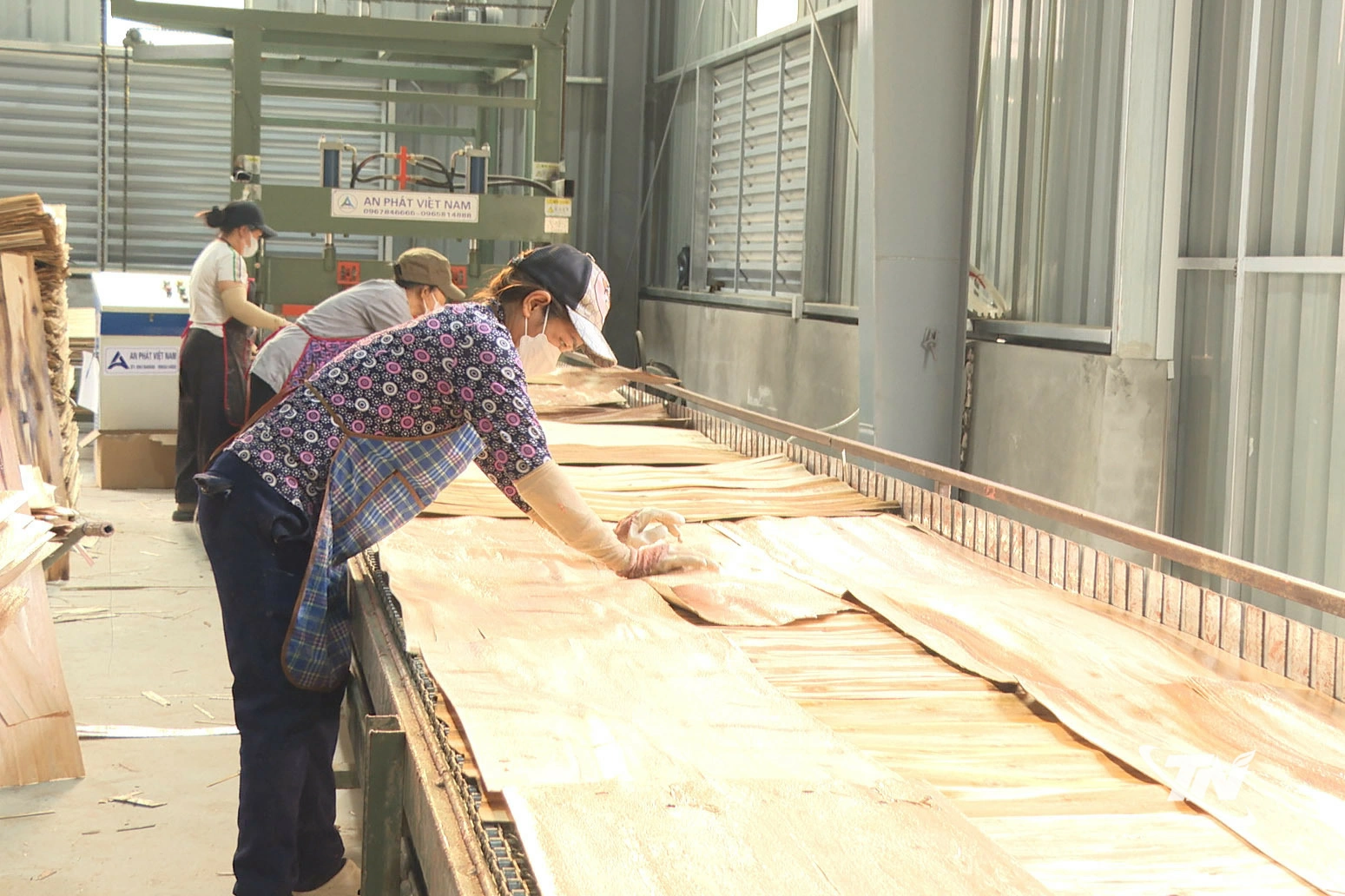 Toàn tỉnh hiện có hơn 800 doanh nghiệp, hợp tác xã và hộ kinh doanh hoạt động trong lĩnh vực chế biến gỗ.