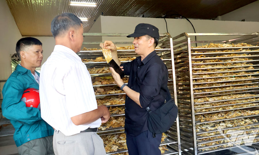 Tham quan mô hình sản phẩm sấy măng khô tại HTX Nông nghiệp công nghệ cao BK Foods.