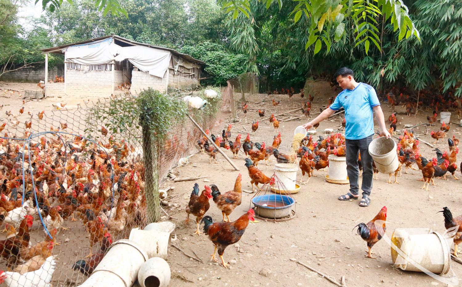 M&ocirc; h&igrave;nh nu&ocirc;i g&agrave; đồi thả tự nhi&ecirc;n ở x&atilde; T&acirc;n Kh&aacute;nh được duy tr&igrave; v&agrave;   ph&aacute;t triển, mang lại hiệu quả kinh tế cho người chăn nu&ocirc;i.