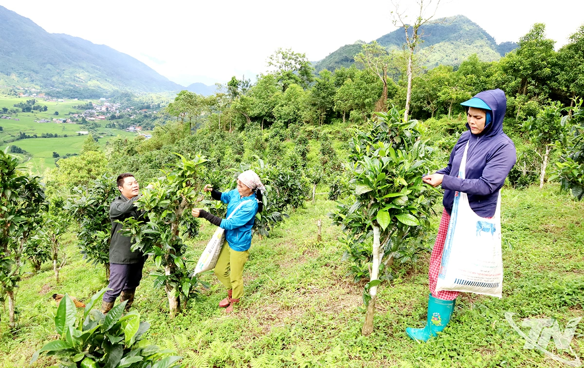 Người dân xã Đồng Phúc thu hái chè Shan tuyết.