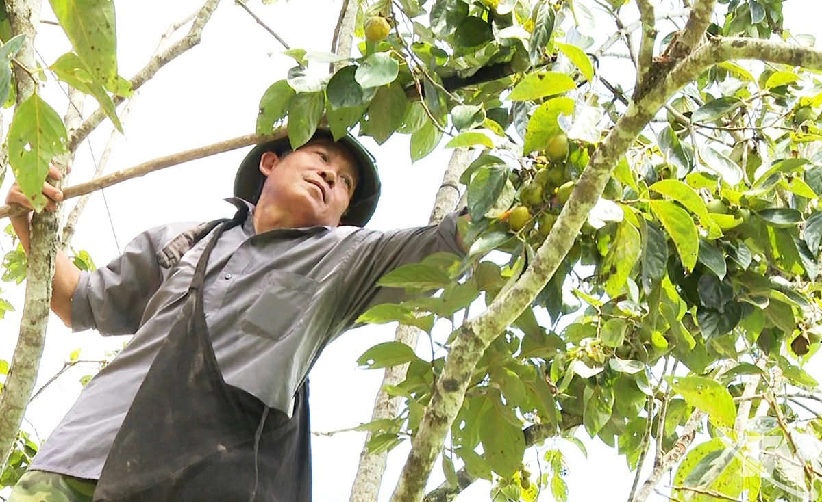 Ông Dương Văn Tiến, thôn Bản Ngù, xã Chợ Rã có hơn 1ha hồng không hạt, mỗi năm thu về hàng chục triệu đồng.