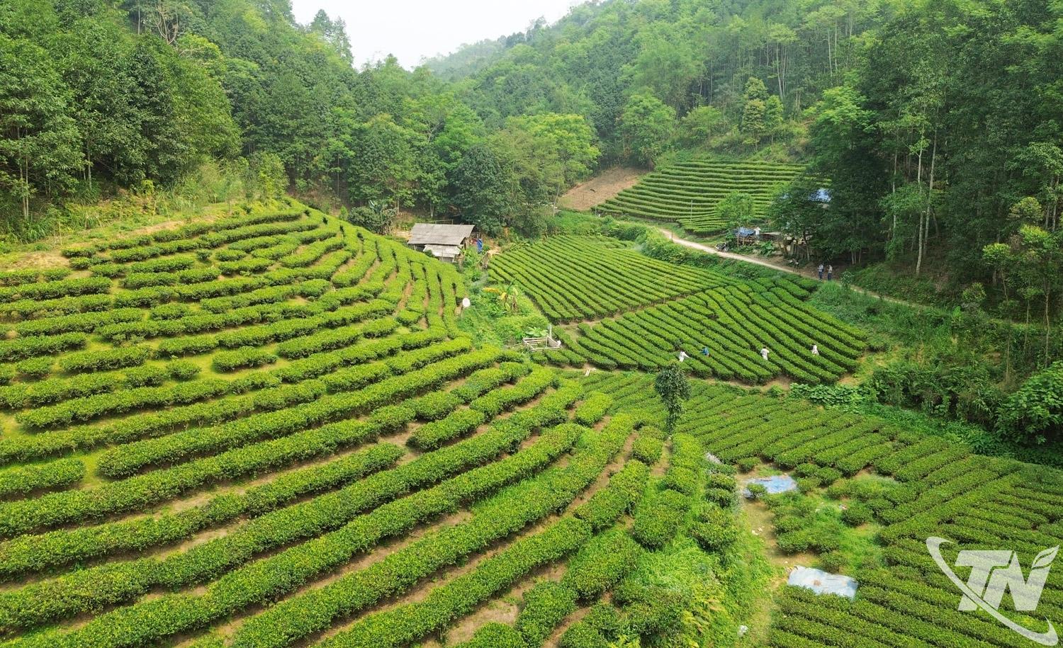 Một góc vùng trồng chè ở thôn   Phiêng Phường (xã Thượng Minh).