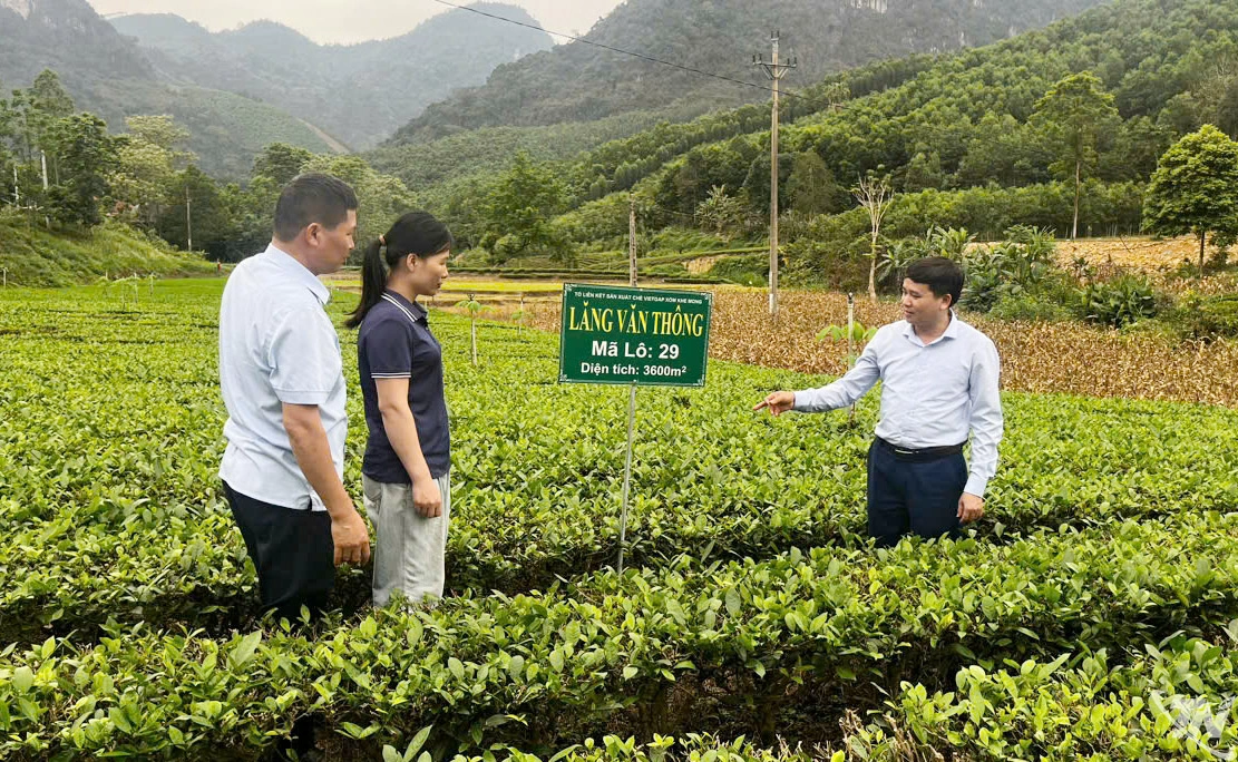 Đẩy mạnh chuẩn hóa vùng nguyên liệu chè phục vụ sản xuất sản phẩm   OCOP tại nhiều vùng chè trên địa bàn tỉnh Thái Nguyên.