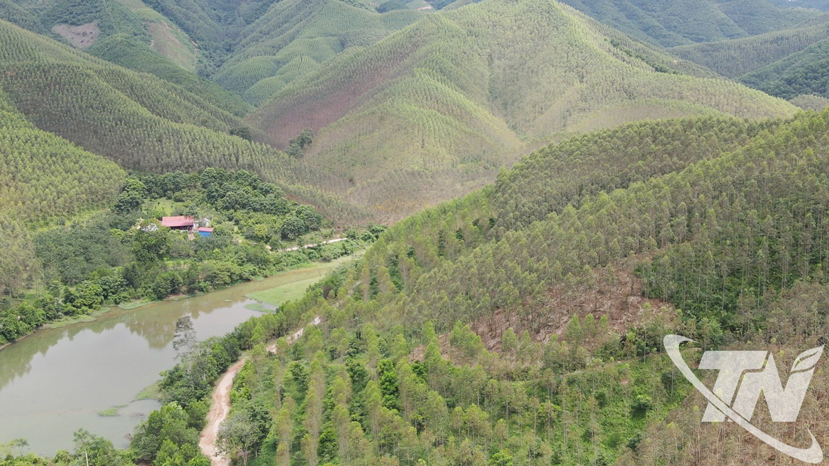 Những cánh rừng bạch đàn và keo trải rộng của gia đình ông Phạm Văn Long ở xóm Vân Hán, xã Văn Hán.
