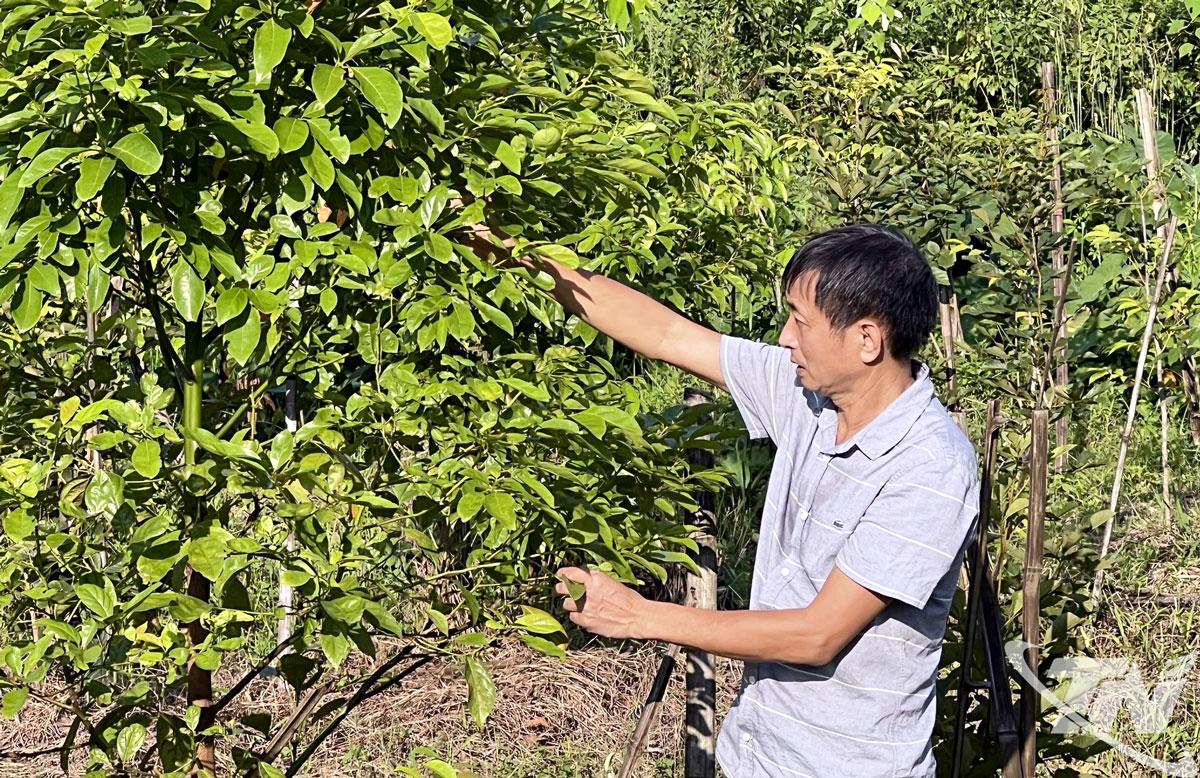 Ông Hoàng Văn Thái, ở tổ 4, phường Quyết Thắng, chăm sóc vườn cây dược liệu của gia đình.