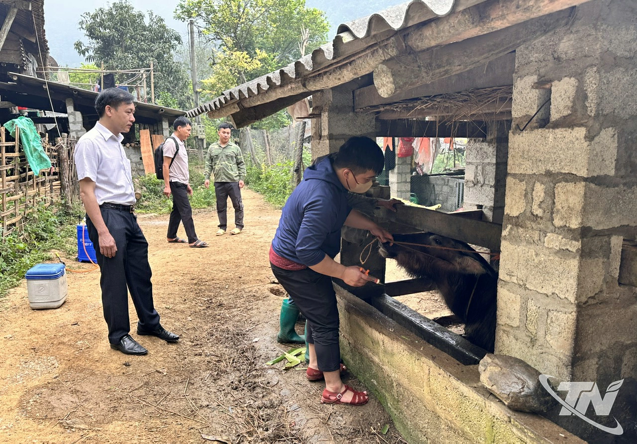 Cán bộ thú y xã Nghiên Loan tiêm phòng cho đàn trâu, bò tại thôn Nà Vài.