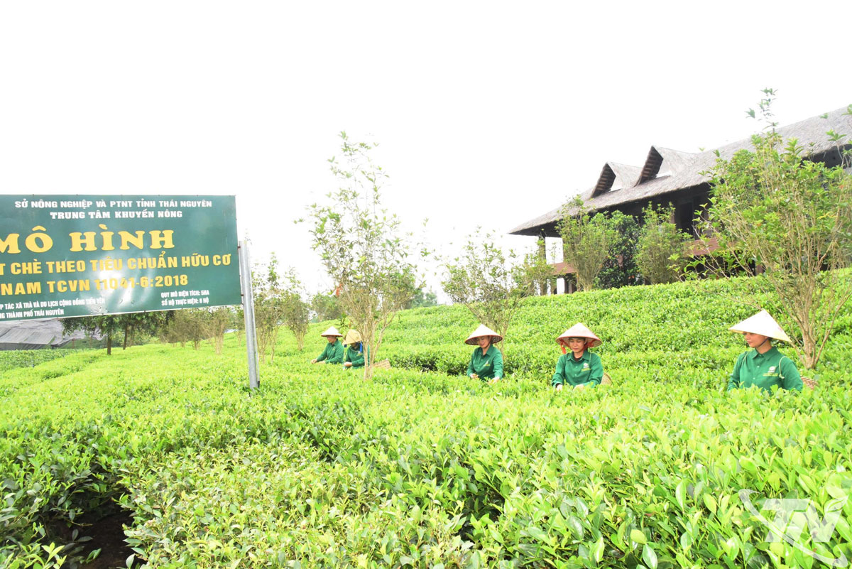 Chè Tân Cương là nhãn hiệu nổi tiếng, với nhiều sản phẩm đạt tiêu chuẩn OCOP.