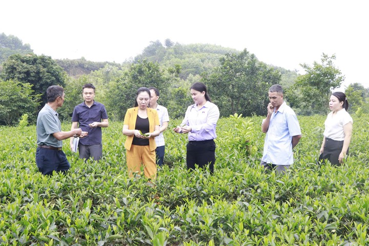 Ứng dụng công nghệ nâng cao giá trị chè Thái Nguyên - Ảnh 1.