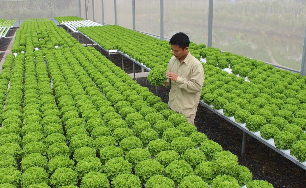 Nông nghiệp công nghệ cao “mở đường” tăng trưởng- Ảnh 1.