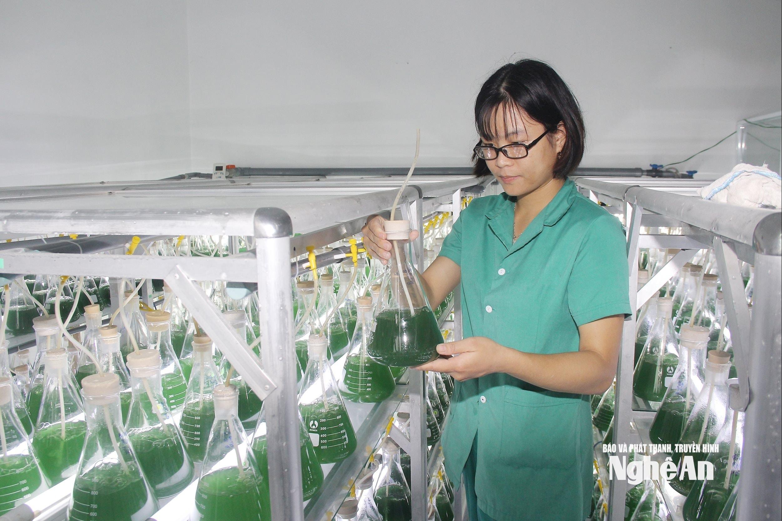 Nghiên cứu tạo ra các sản phẩm tảo tại Công ty CP Khoa học công nghệ Tảo Việt Nam. Ảnh: Mai Hoa