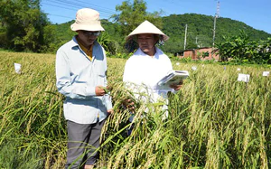 Quảng Ngãi ứng dụng khoa học công nghệ phát triển chăn nuôi lợn an toàn sinh học - Ảnh 5.