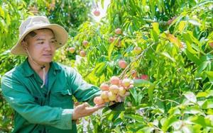 Đắk Lắk thúc đẩy nghiên cứu, phát triển và ứng dụng sản phẩm công nghệ chiến lược - Ảnh 4.