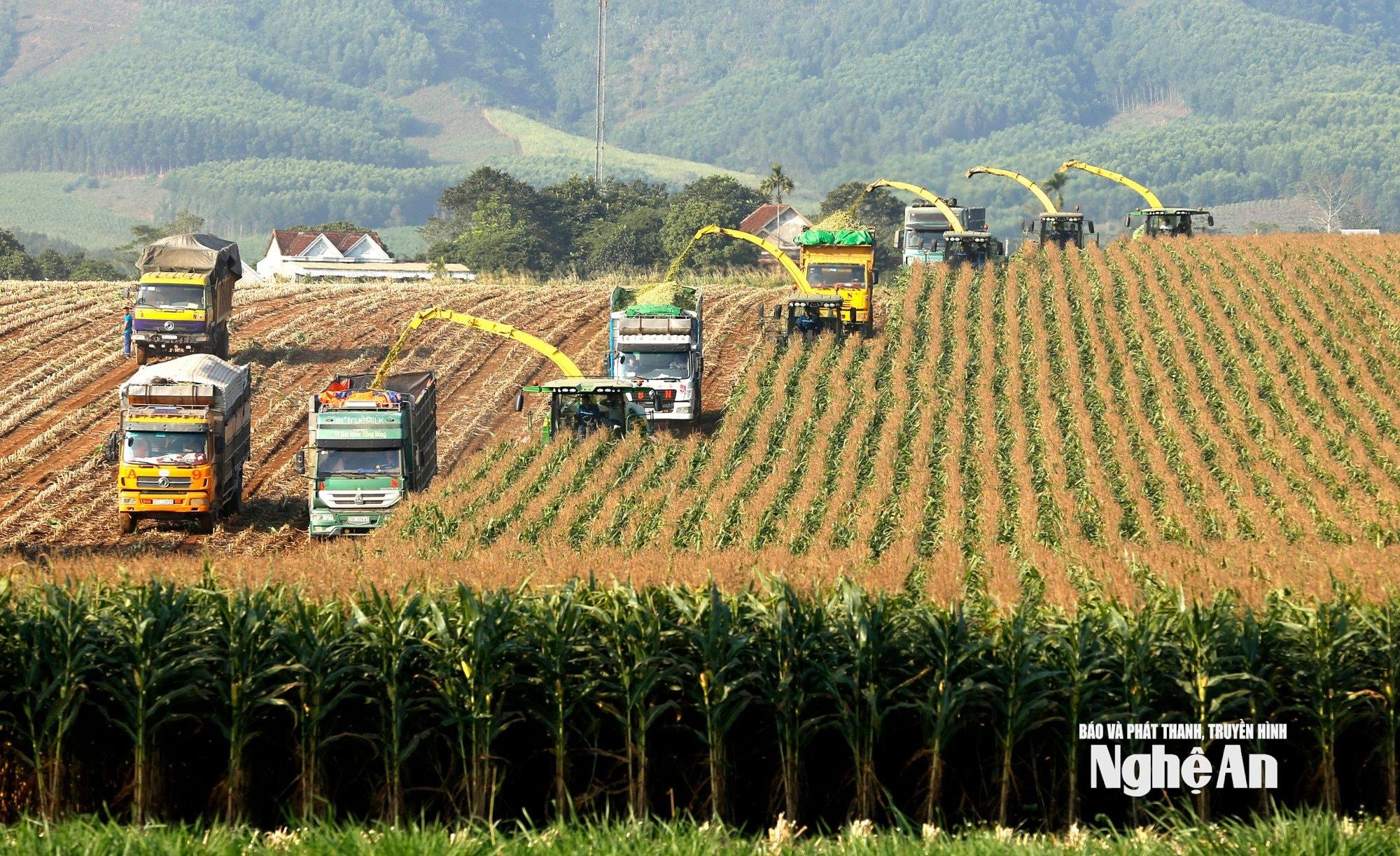 Dự án nông nghiệp công nghệ cao ở Nghĩa Đàn của Tập đoàn TH là một trong những dự án tín dụng hiệu quả có tác động lớn đến kinh tế - xã hội địa phương. Ảnh: T.H