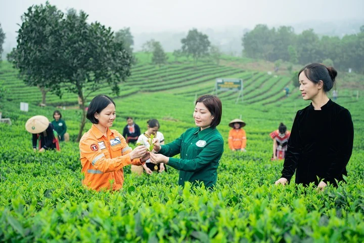 Từ “Đệ nhất danh trà” đến thương hiệu có giá trị toàn cầu - Ảnh 1.