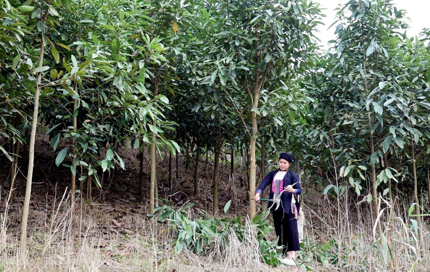 Học và làm theo lời Bác Hồ, đến nay, gia đình Lý Thị Thắm, tộc Dao ở thôn Tân Lập, xã Bảo Hà có trên 6 ha quế, hàng năm cho thu nhập cao. baolaocai-br_lc12.jpg