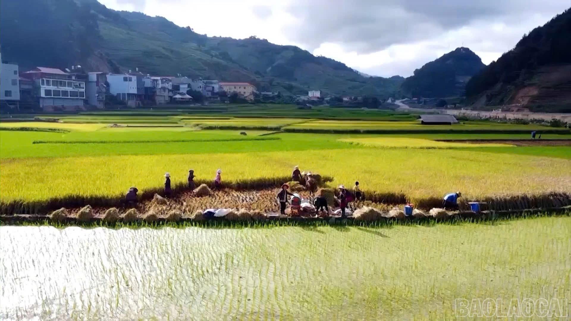baolaocai-br_a07b560926c1a89ff1d0.jpg