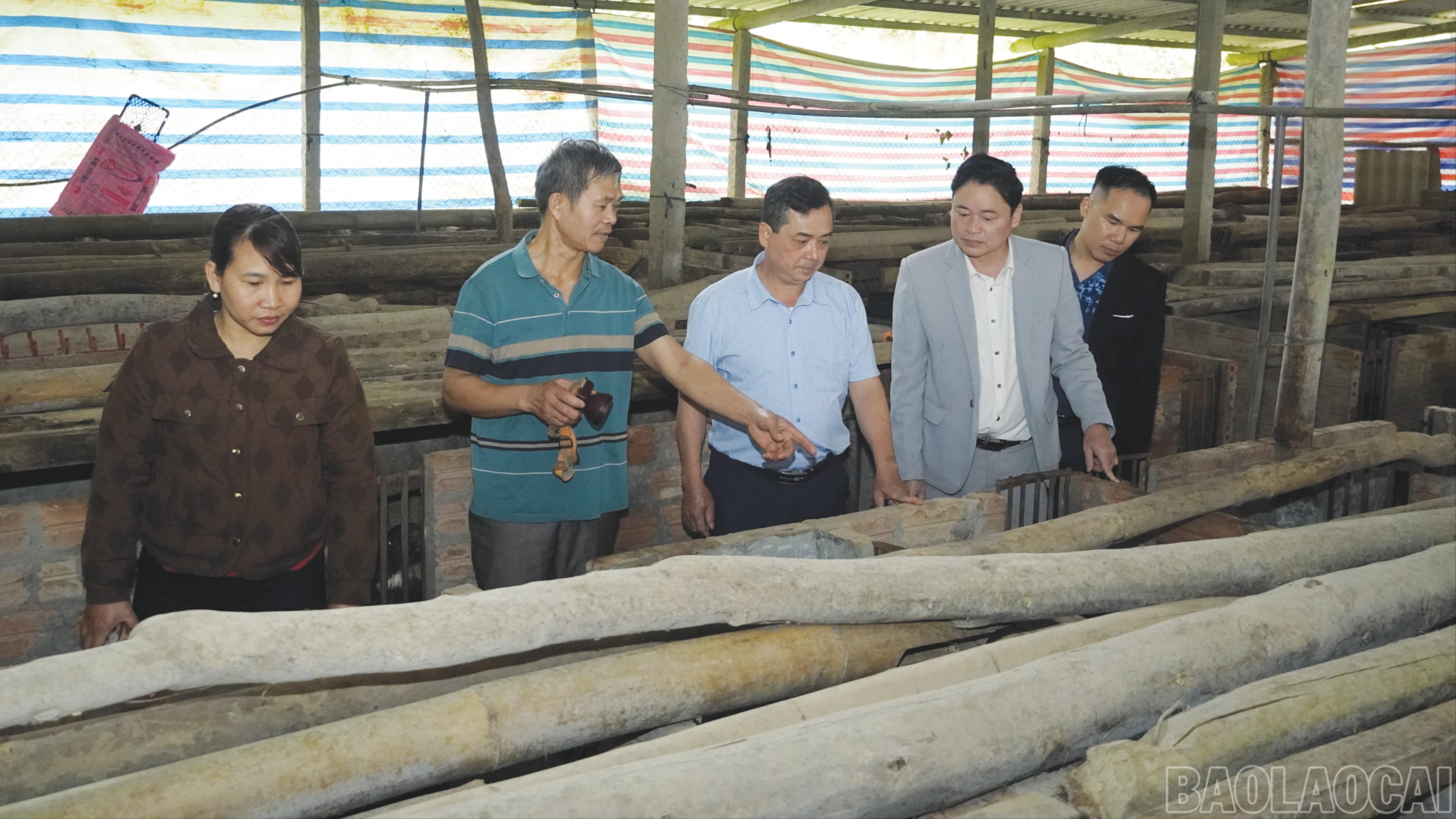 baolaocai-br_11-1203.jpg