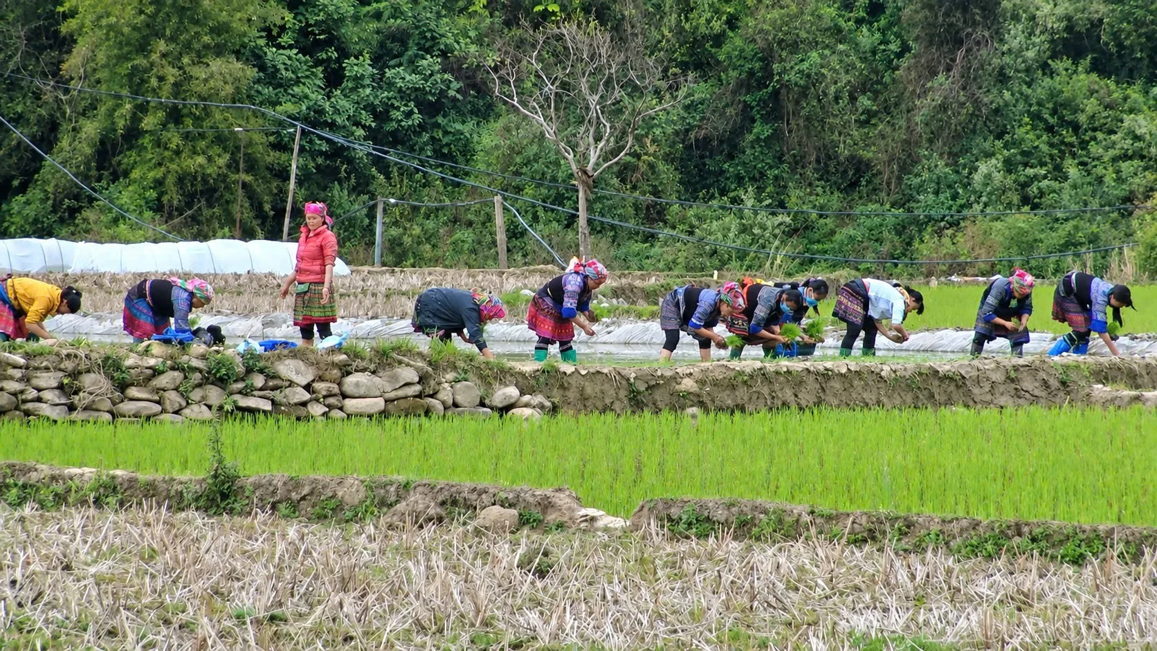 baolaocai-br_cay-du-lich.jpg
