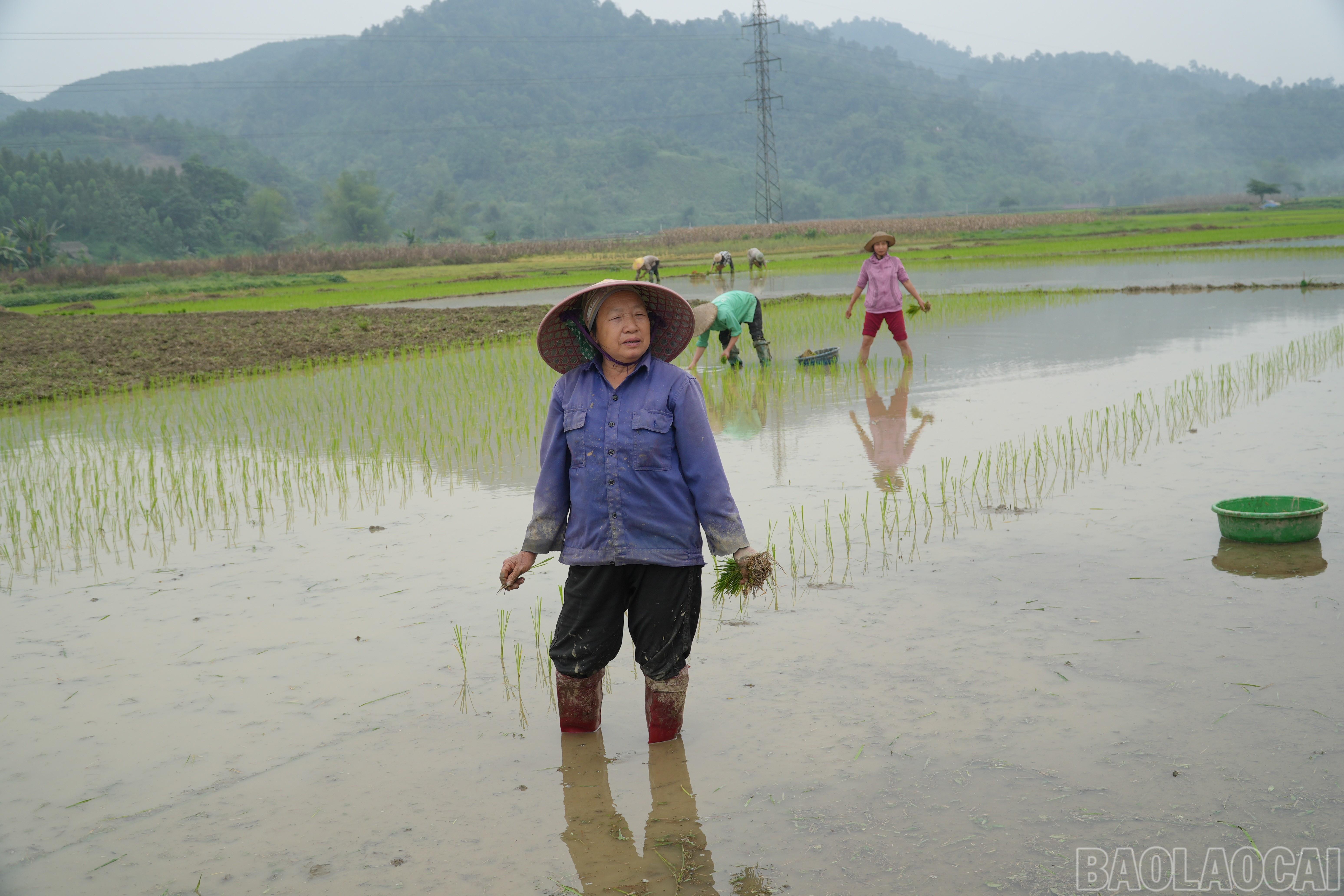 Bà Nguyễn Thị Lan lắng nghe nội dung tuyên truyền vận động đi bầu cử từ tổ bầu cử. Bà Nguyễn Thị Lan lắng nghe nội dung tuyên truyền vận động đi bầu cử từ tổ bầu cử.