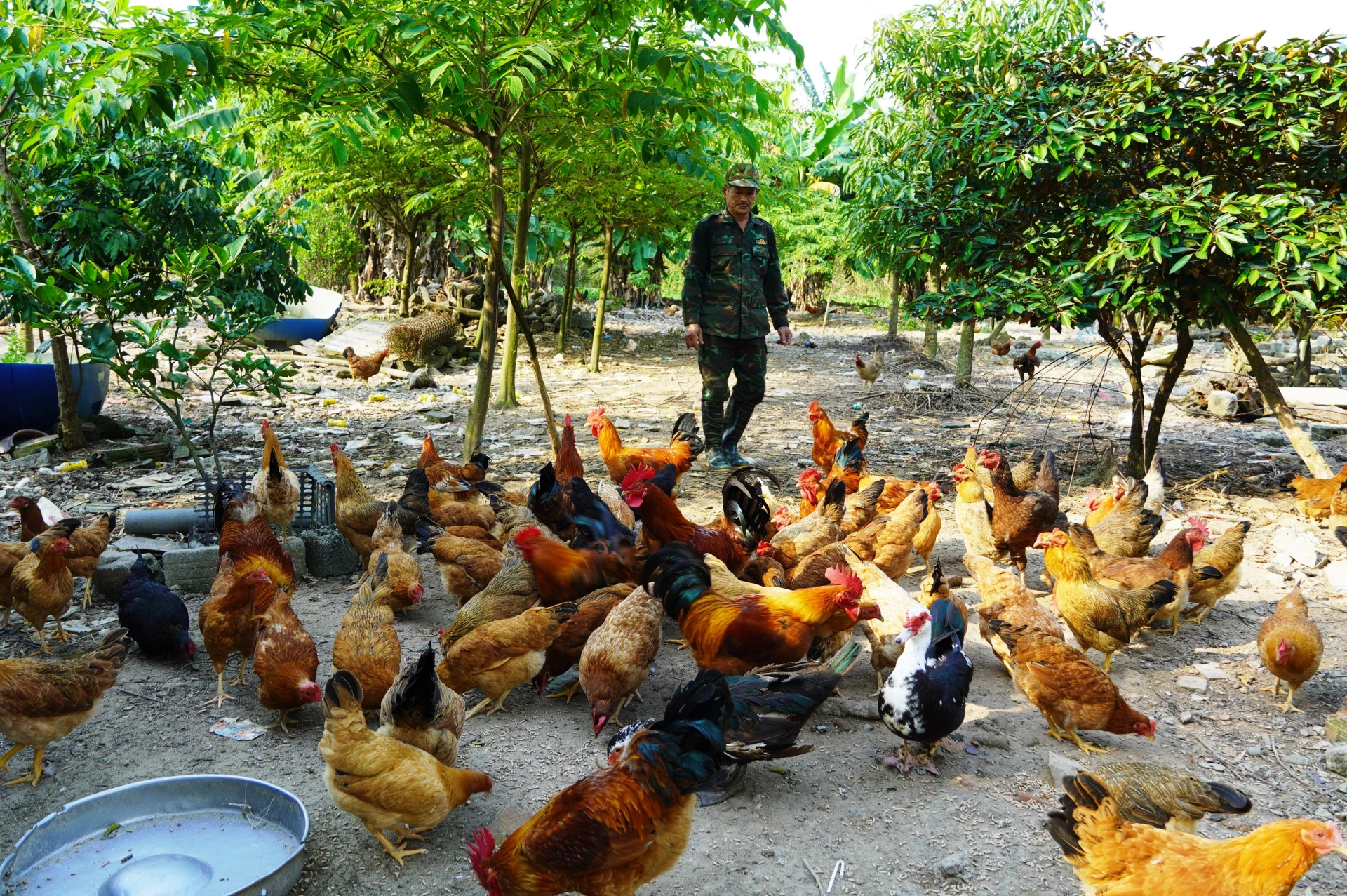 Trang trại chăn nuôi mang lại hiệu quả kinh tế cao cho nông dân. Ảnh: T.H