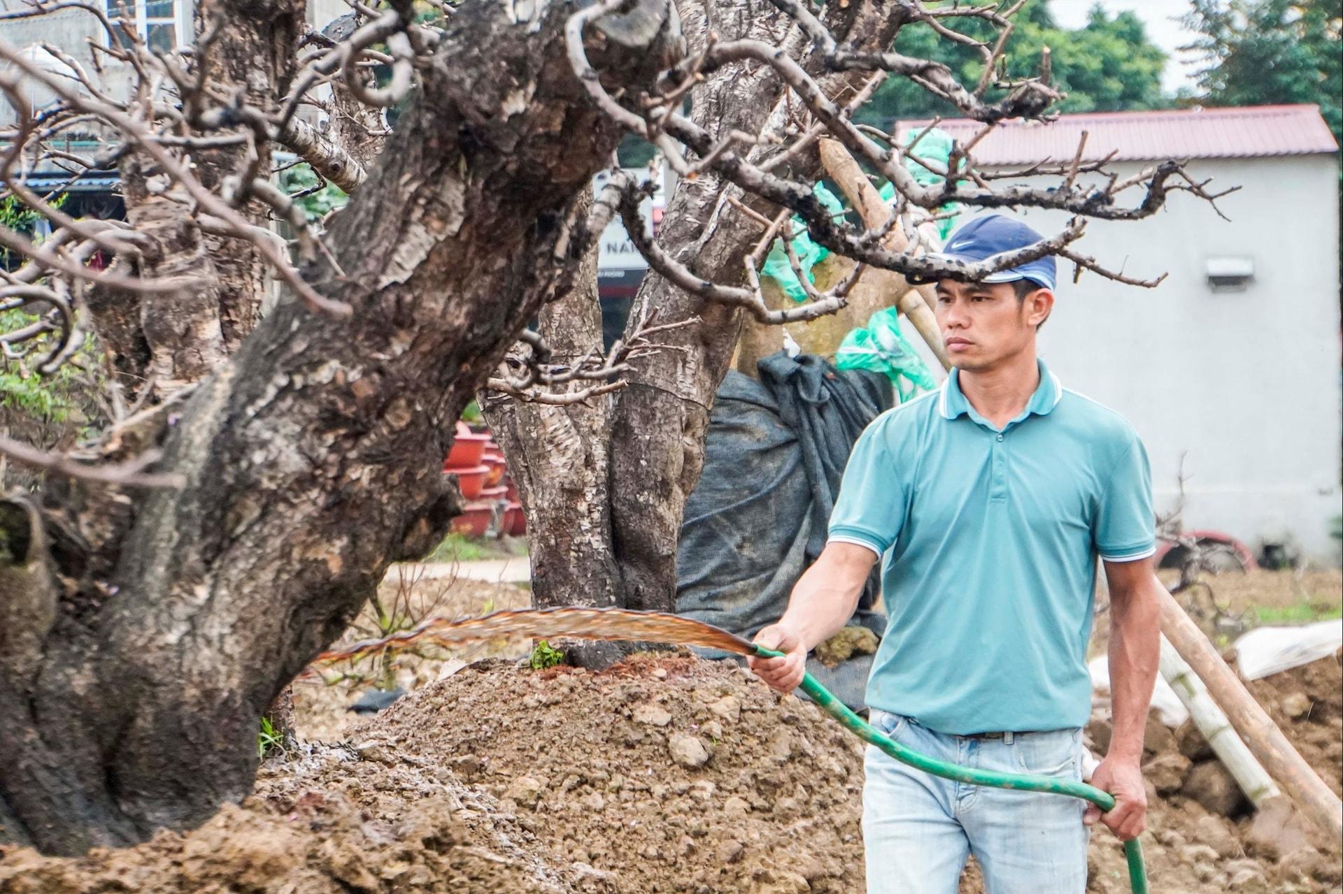 Anh Công phun dưỡng chất chăm sóc những gốc đào cổ thụ tại vườn nhà mình.