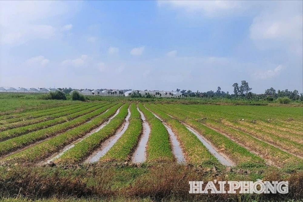 Đến nay, nhiều diện tích tưới, tiêu tại địa bàn xã Việt Tiến (cũ) nay là xã Vĩnh Thịnh chưa hoàn thành điều chỉnh hợp đồng cung cấp dịch vụ với Công ty thủy lợi Vĩnh Bảo.
