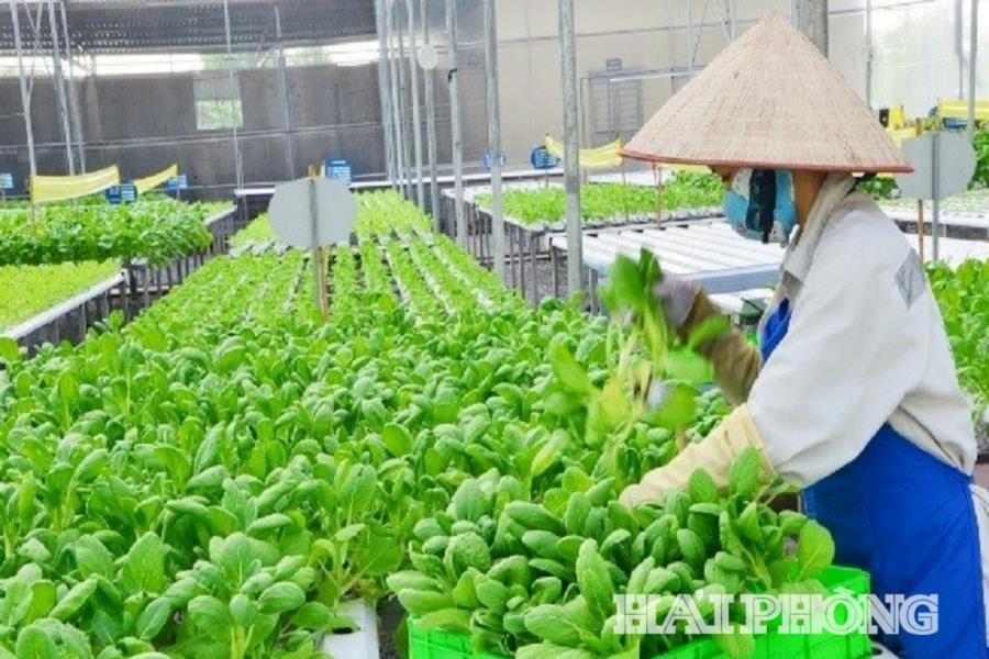 Nông dân hải Phòng chăm sóc rau sản xuất theo quy trình an toàn trong nhà lưới