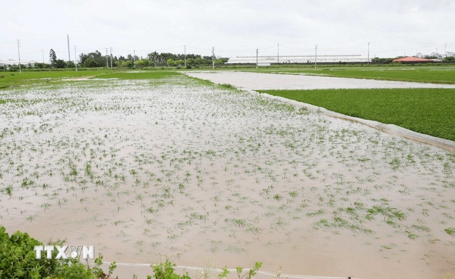 Mưa lớn khiến nhiều diện tích lúa của thôn Ô Mễ 3, phường Thái Bình ngập úng. (Ảnh: Thế Duyệt/TTXVN) ttxvn-hoa-mau.jpg