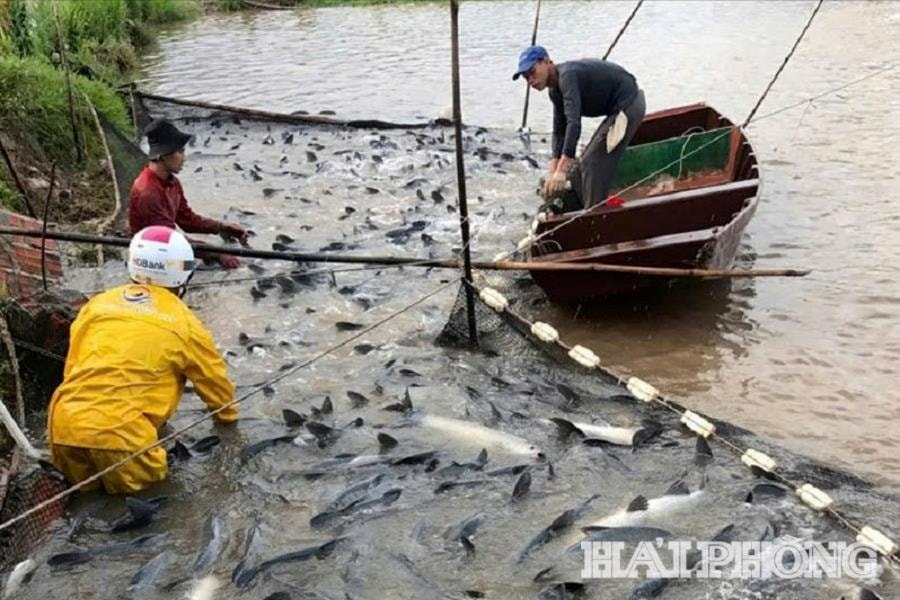 Người dân xã Kiến Hải thu hoạch thủy sản