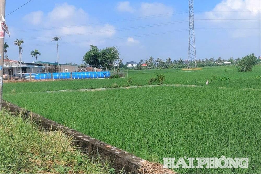 Đến nay, nhiều diện tích tưới, tiêu tại địa bàn xã Việt Tiến (cũ) nay là xã Vĩnh Thịnh chưa hoàn thành điều chỉnh hợp đồng cung cấp dịch vụ với công ty thủy lợi Vĩnh Bảo