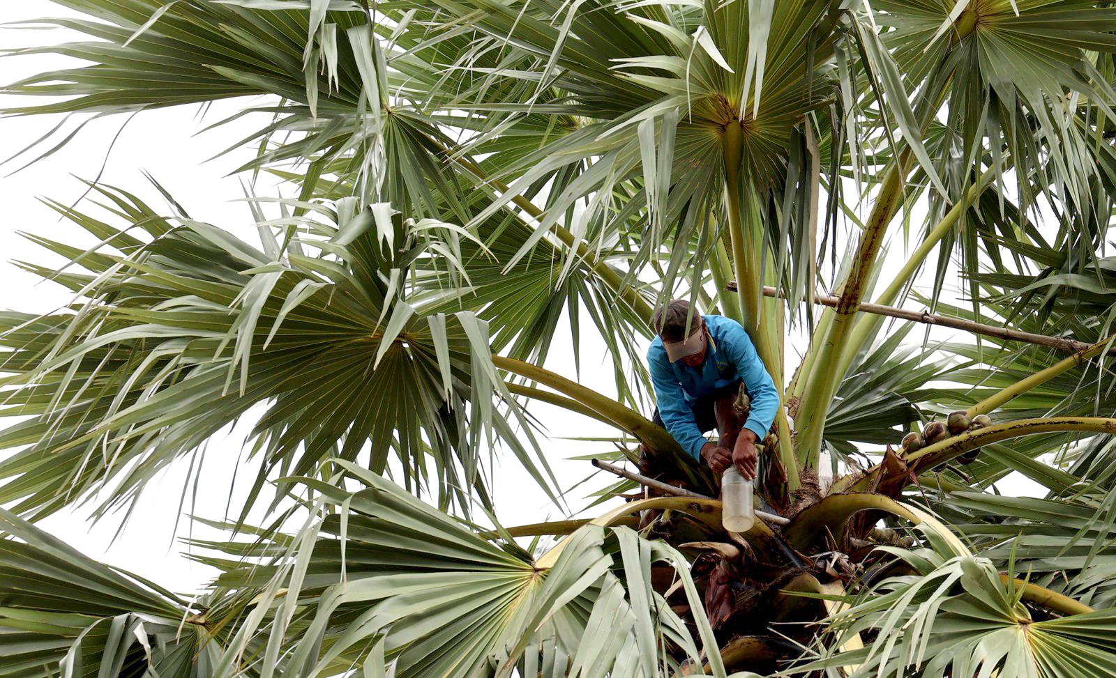 Mùa nấu đường thốt nốt của đồng bào Khmer