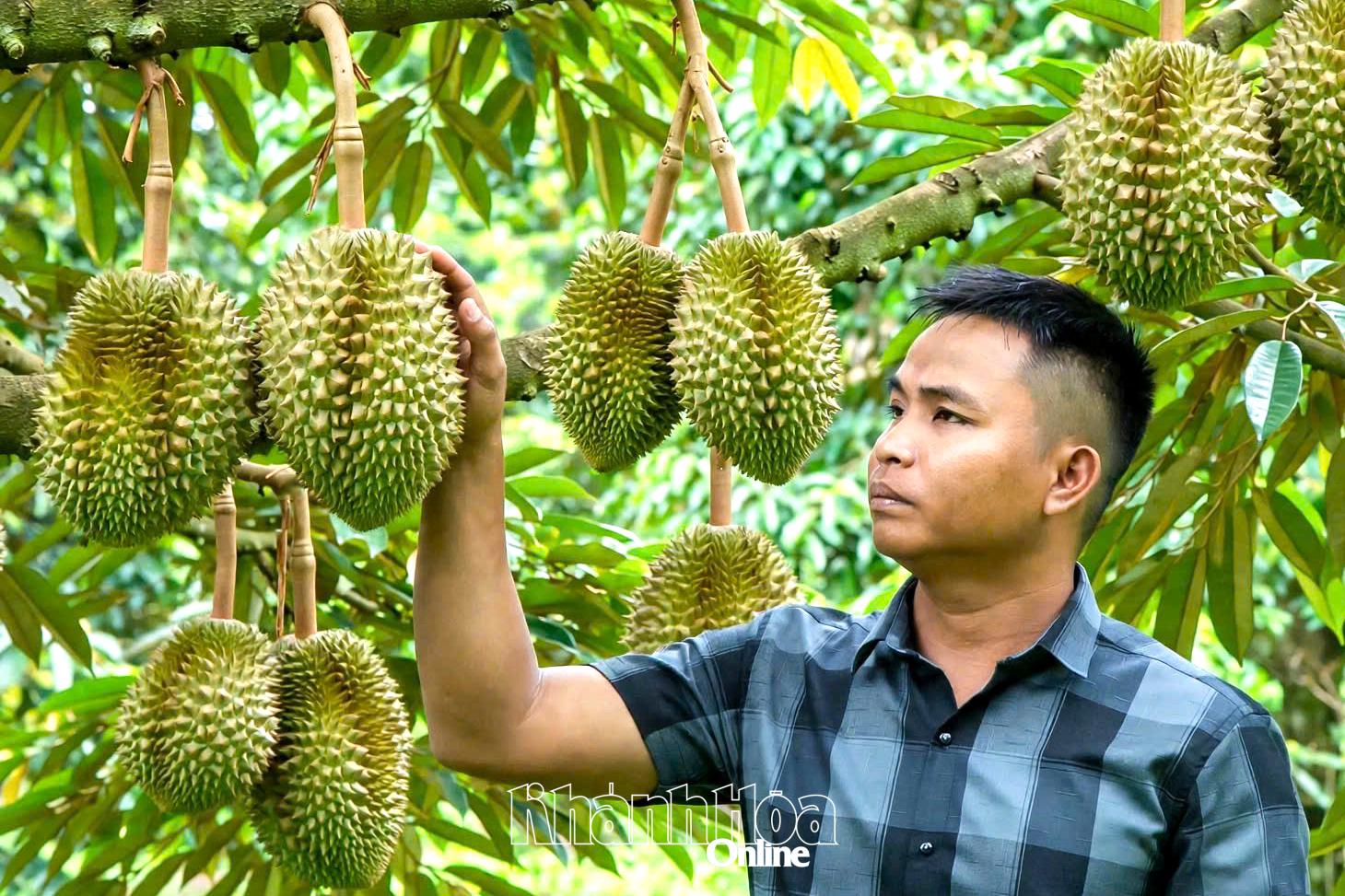 Thu nhập của gia đình ông Cao Thanh Hải ngày càng cao nhờ trồng sầu riêng. 