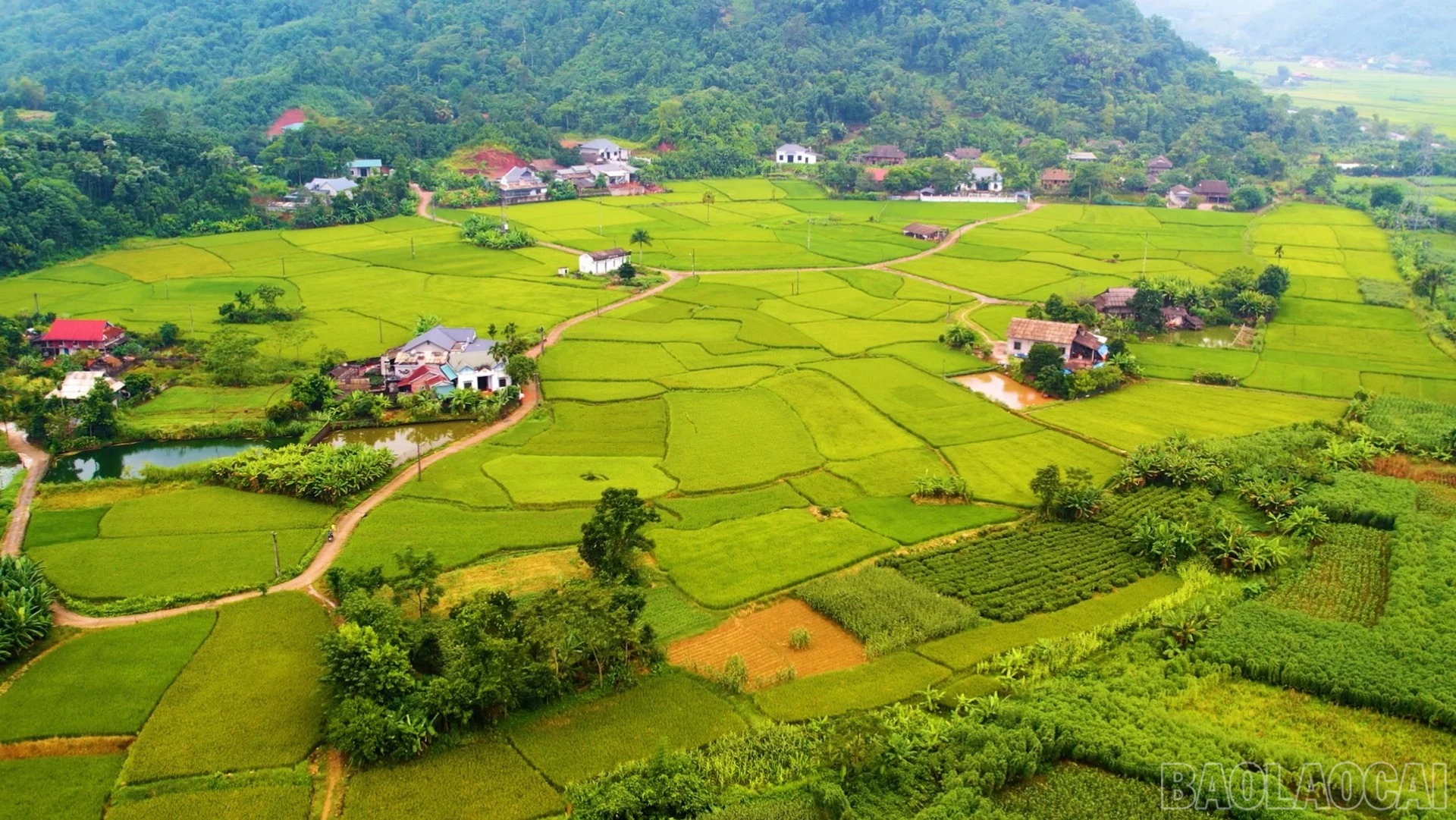 Mùa vàng ở Thượng Bằng La. baolaocai-br_tbl3-5039.jpg