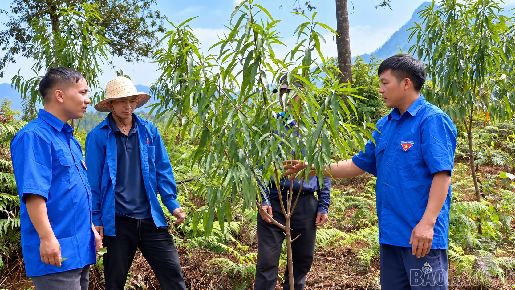 Bí thư Đoàn Thanh niên xã Tà Xi Láng - Hờ A Do (ngoài cùng bên trái) chia sẻ kinh nghiệm trồng đào rừng bằng cách ươm hạt với đoàn viên, thanh niên. baolaocai-br_kiem-tra-cay-non-giua-nui-rung.png