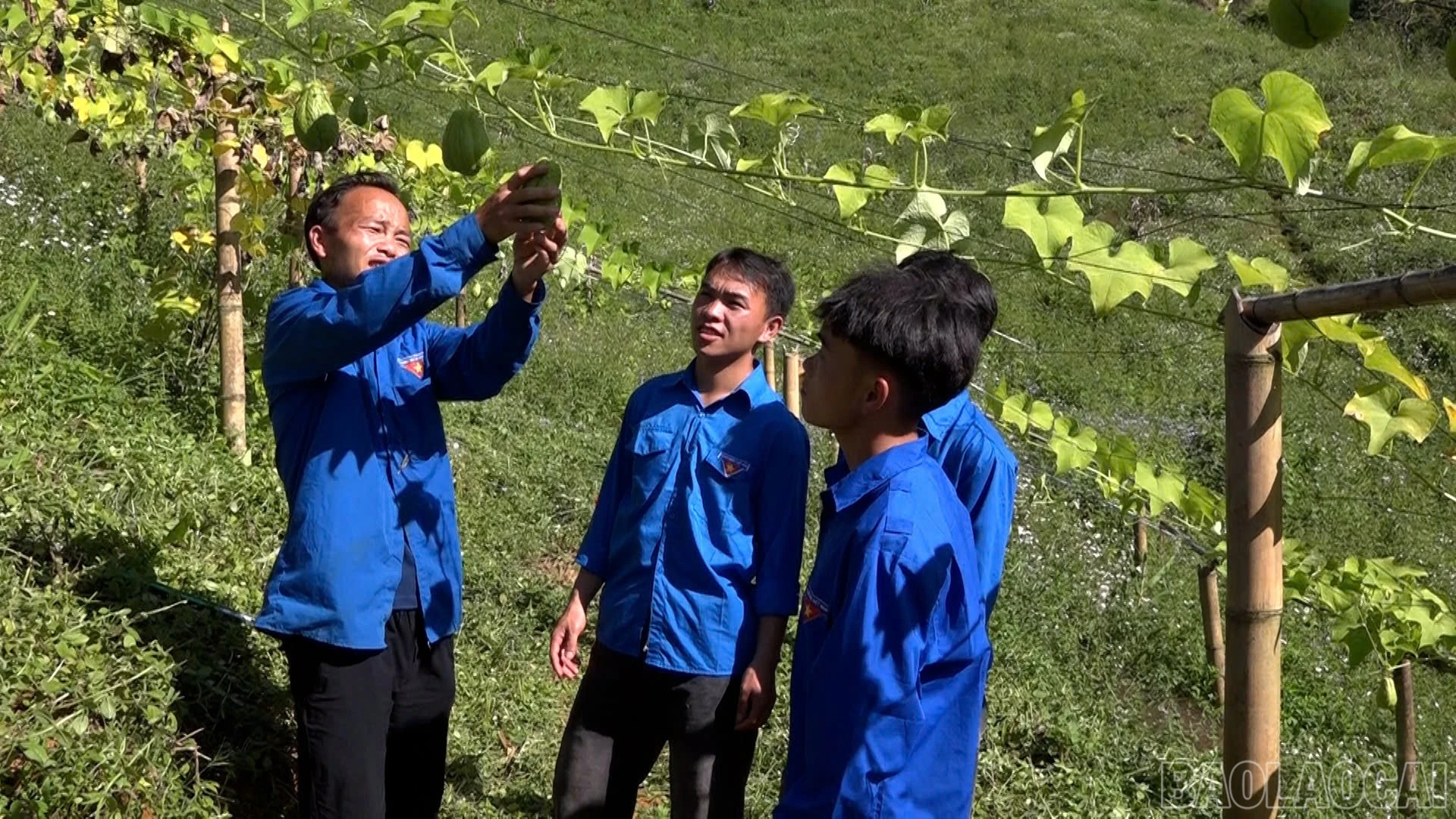 Đoàn viên, thanh niên xã Tà Xi Láng trao đổi kinh nghiệm về mô hình trồng thử nghiệm su su. baolaocai-br_1791191364021-7623125822501365581-7623125822501365581-f340a81180f77015061fa6740544ad1b.jpg