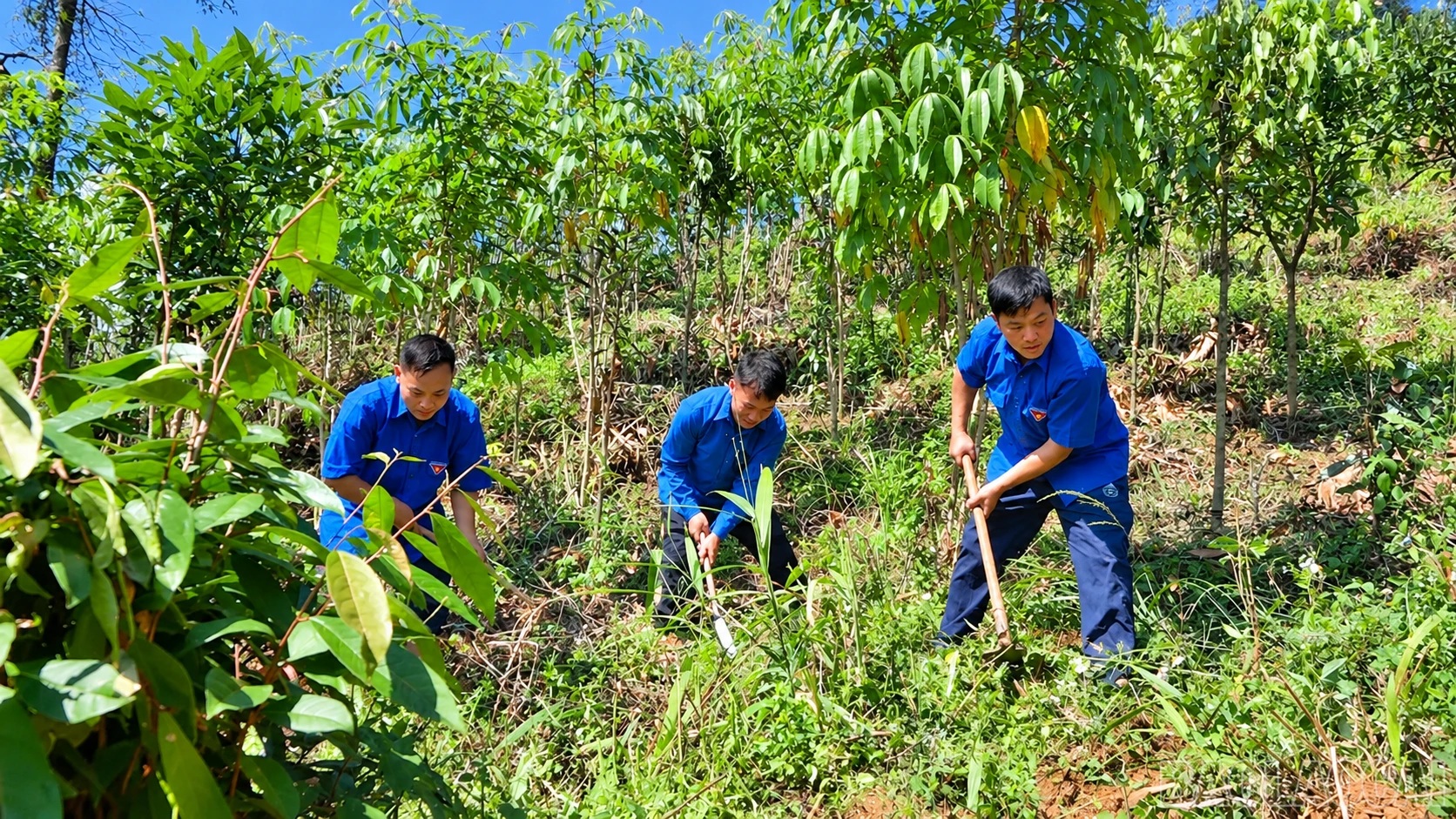 Đoàn viên, thanh niên xã Tà Xi Láng tham gia giải phóng mặt bằng, chuẩn bị mở rộng mặt đường giao thông nông thôn. baolaocai-br_ba-nguoi-trong-cay-tren-doi-xanh.png