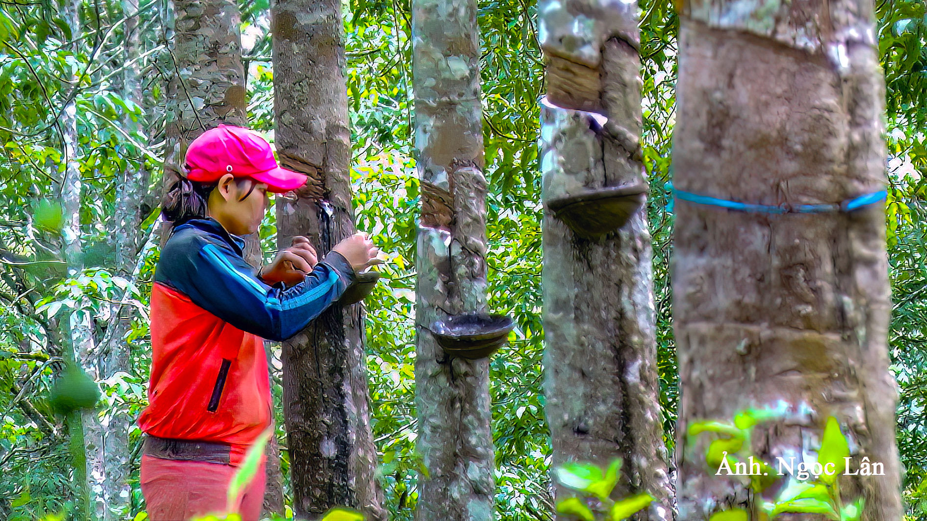 Thu hoạch mủ cao su ở xã Đông Giang, Lâm Đồng (ảnh N. Lân) (3) (1)
