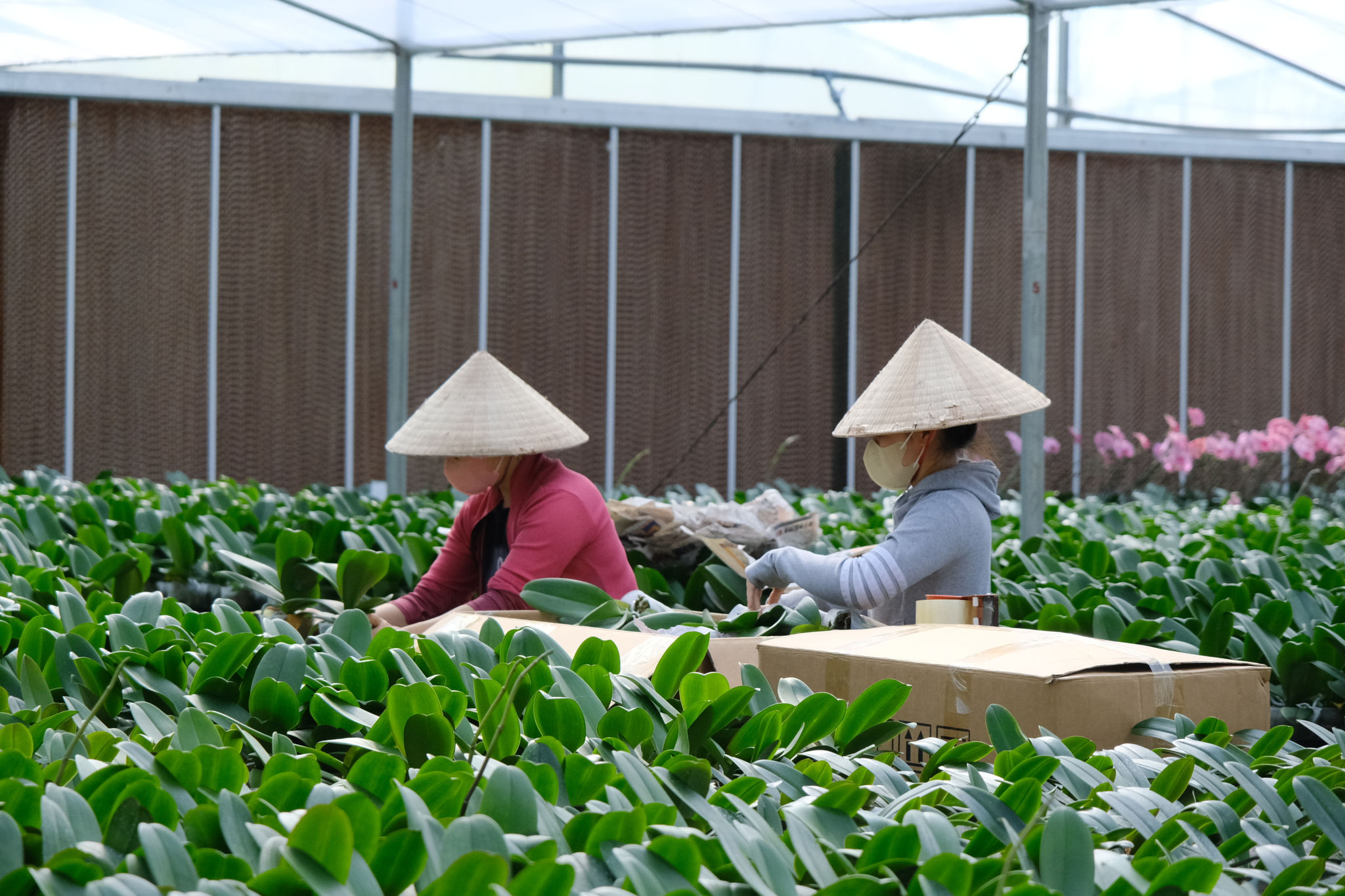 Mô hình sản xuất giống lan hồ điệp cấy mô, áp dụng công nghệ cao tại xã Đạ Tẻh (Lâm Đồng) đang mang lại hiệu quả kinh tế cao