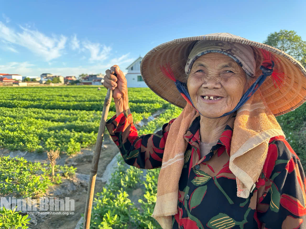 Nụ cười phấn khởi của bà Mai Thị Hỏi (thôn Đông Thôn, xã Đồng Thái) bên cánh đồng lạc giống mới, xanh tốt hứa hẹn một vụ Đông thắng lợi.