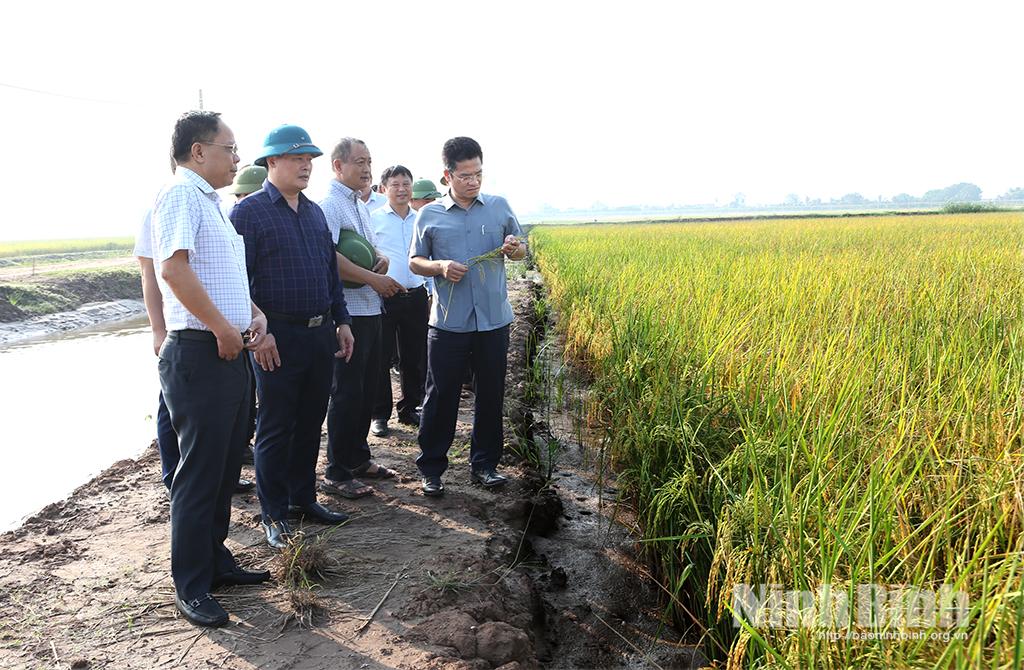 Đồng chí Trần Anh Dũng, Ủy viên Ban Thường vụ Tỉnh ủy, Phó Chủ tịch UBND tỉnh kiểm tra vùng lúa hữu cơ sinh thái của Công ty TNHH Toản Xuân tại xã Giao Minh.