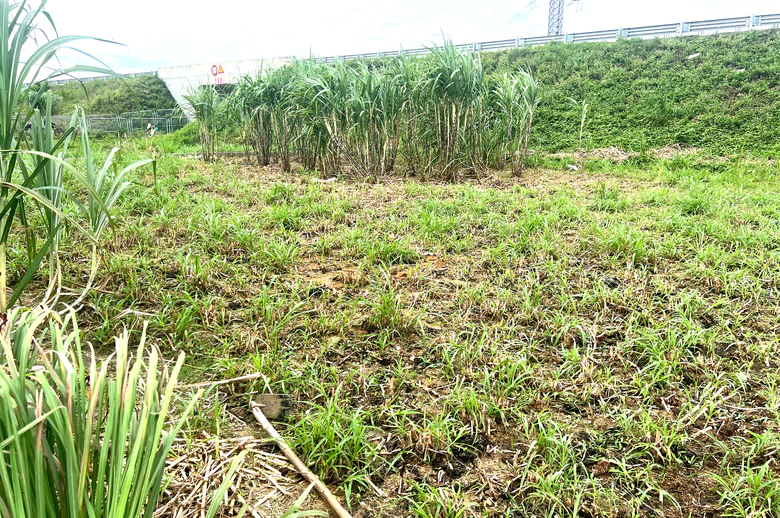 Nhiều vị trí hàng rào bảo vệ cao tốc qua Nghệ An bị tháo dỡ, tai nạn rình rập phương tiện- Ảnh 4.