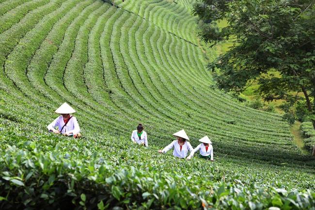 Long Cốc từ cây chè đến sản phẩm văn hóa, du lịch - Ảnh 8.