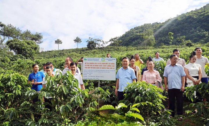 Khoa học và công nghệ nâng giá trị cà phê Sơn La- Ảnh 1.