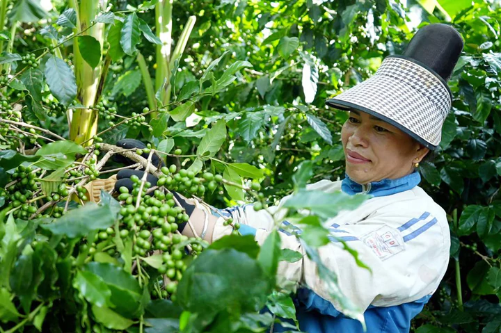 Khoa học và công nghệ nâng giá trị cà phê Sơn La- Ảnh 3.