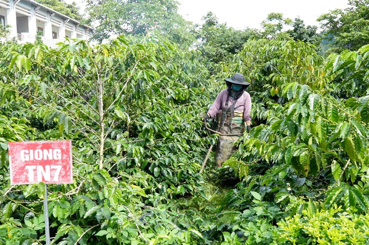 Khoa học và công nghệ nâng giá trị cà phê Sơn La- Ảnh 2.