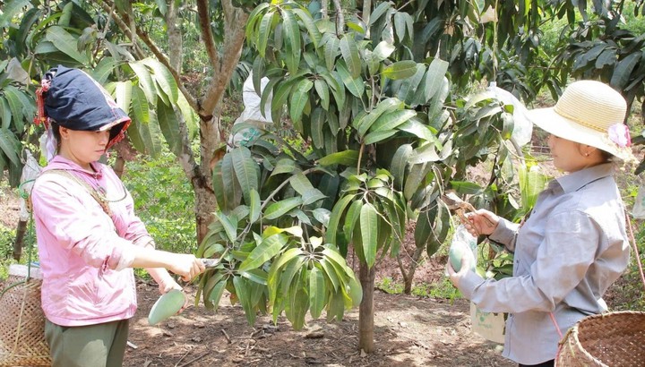 Che phủ đất, bón phân cân đối giúp tăng hiệu quả cây ăn quả trên đất dốc Sơn La- Ảnh 1.