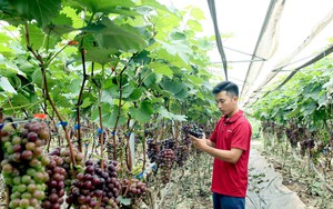 KH&CN thay đổi tư duy làm giàu từ mô hình chăn nuôi bò thịt lai- Ảnh 5.
